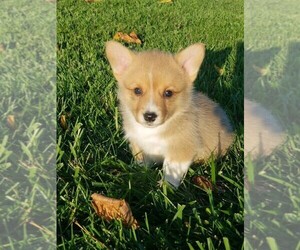 Pembroke Welsh Corgi Puppy for sale in WEST POINT, IA, USA