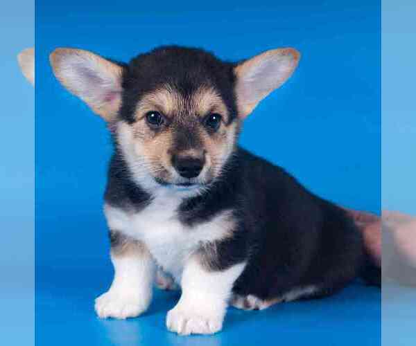 Medium Photo #1 Pembroke Welsh Corgi Puppy For Sale in LOS ANGELES, CA, USA