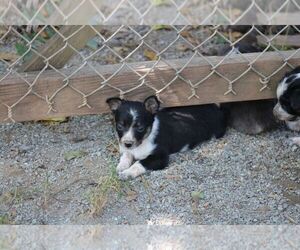 Texas Heeler Puppy for sale in GRETNA, VA, USA