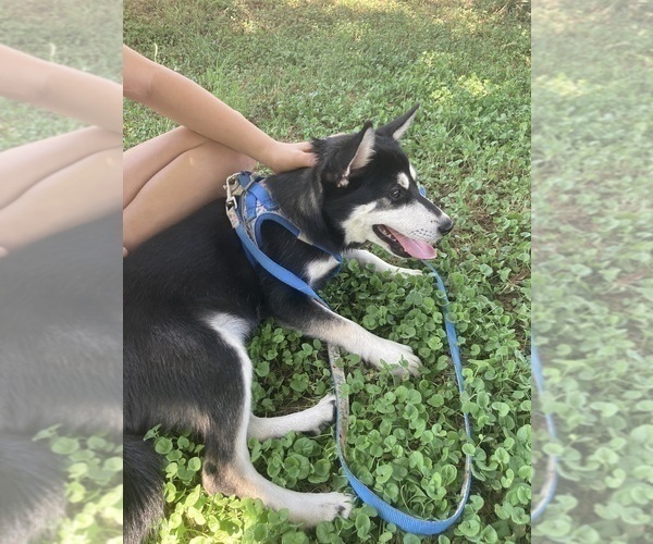 Medium Photo #5 Alaskan Klee Kai Puppy For Sale in GLENDALE, AZ, USA