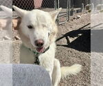 Small #7 Siberian Husky
