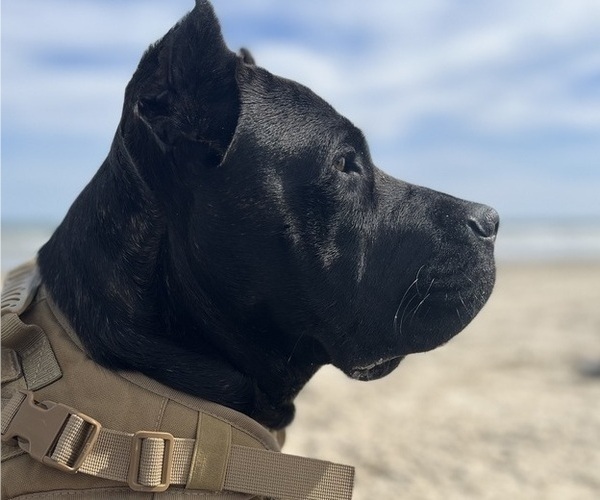 Medium Photo #1 Cane Corso Puppy For Sale in GATESVILLE, TX, USA