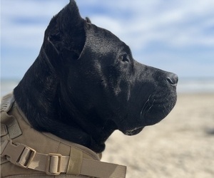 Mother of the Cane Corso puppies born on 05/01/2025