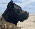 Small Photo #1 Cane Corso Puppy For Sale in GATESVILLE, TX, USA