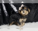 Small #4 Morkie