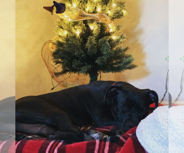 Medium Photo #6 American Staffordshire Terrier-Labrador Retriever Mix Puppy For Sale in Holly Springs, NC, USA