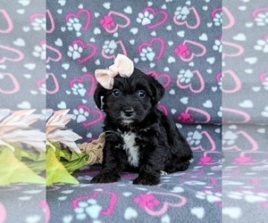 YorkiePoo Puppy for sale in OXFORD, PA, USA