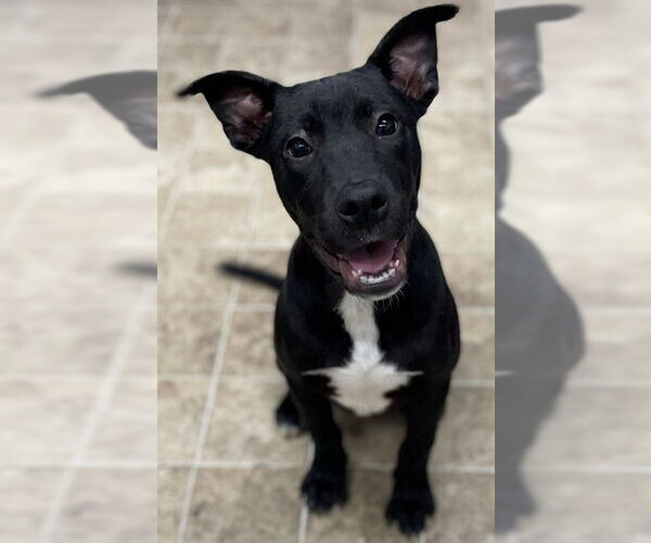 Medium Photo #2 American Pit Bull Terrier Puppy For Sale in Augusta, GA, USA