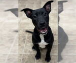 Small #1 American Pit Bull Terrier