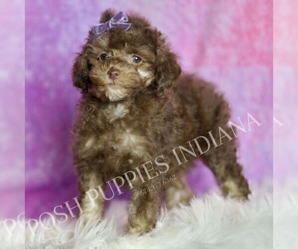 Medium Photo #32 Poodle (Miniature) Puppy For Sale in WARSAW, IN, USA