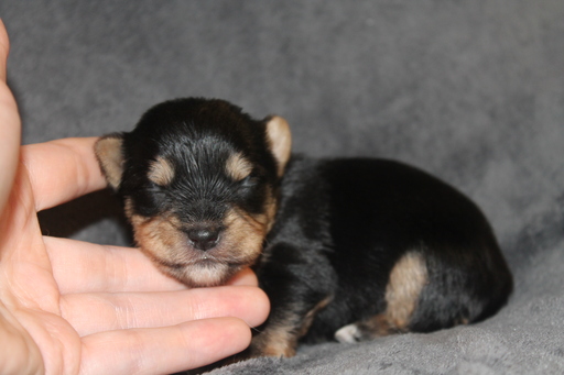 Medium Photo #1 Yorkshire Terrier Puppy For Sale in OLLA, LA, USA