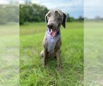 Small #3 Weimaraner