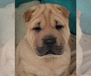 Chinese Shar-Pei Puppy for sale in BALTIMORE, MD, USA