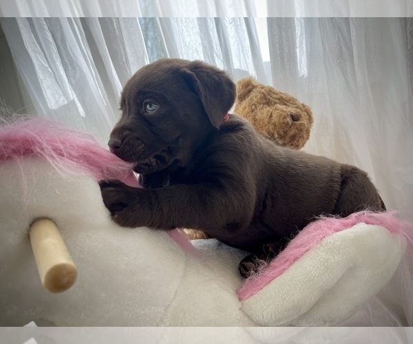Medium Photo #3 Labrador Retriever Puppy For Sale in FREDERICKSBURG, VA, USA