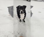 Small #3 Chihuahua