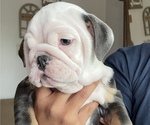 Small Photo #2 English Bulldog Puppy For Sale in MISSION VIEJO, CA, USA