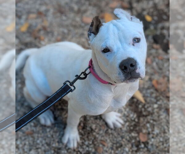 Medium Photo #1 American Pit Bull Terrier-American Staffordshire Terrier Mix Puppy For Sale in Bristol, CT, USA