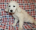 Small #4 Golden Retriever