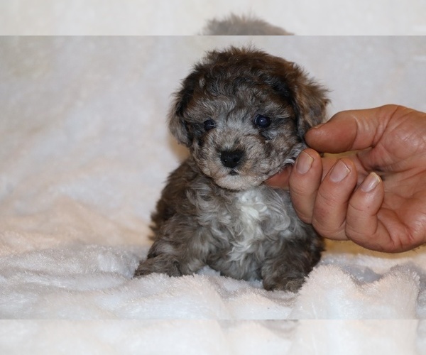 Medium Photo #1 Poodle (Toy) Puppy For Sale in DYERSBURG, TN, USA