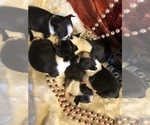 Small Photo #9 Boston Terrier Puppy For Sale in FRUITA, CO, USA