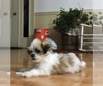 Small Photo #4 Zuchon Puppy For Sale in GORDONVILLE, PA, USA
