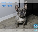 Small Photo #6 French Bulldog Puppy For Sale in SCHERERVILLE, IN, USA