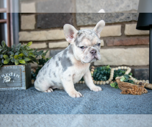Medium Photo #1 French Bulldog Puppy For Sale in SUGARCREEK, OH, USA