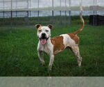 Small American Staffordshire Terrier Mix