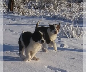 Border Collie Puppy for sale in CHILOQUIN, OR, USA