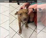 Small American Pit Bull Terrier-American Staffordshire Terrier Mix