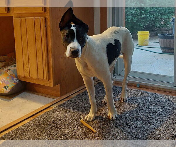 Medium Photo #6 Borador Puppy For Sale in Lakewood, CO, USA