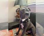Small Staffordshire Bull Terrier Mix