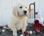 Small Photo #3 English Cream Golden Retriever Puppy For Sale in HONEY BROOK, PA, USA