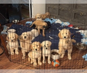 Labradoodle Litter for sale in MIAMI, FL, USA