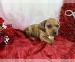 Small #41 Dachshund
