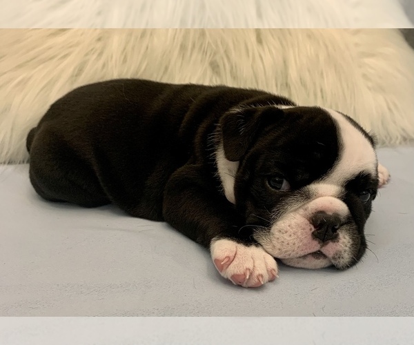 Medium Photo #16 Bulldog Puppy For Sale in JACKSONVILLE, FL, USA