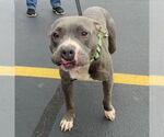 Small #7 American Pit Bull Terrier