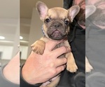 Small #2 French Bulldog