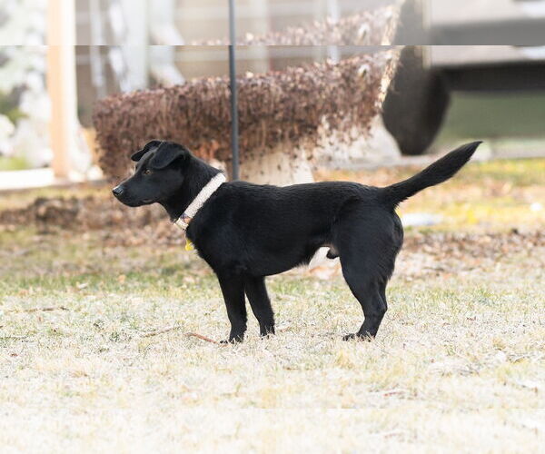 Medium Photo #5 Chihuahua-Unknown Mix Puppy For Sale in Sandy, UT, USA