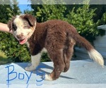 Litter of 7 - Male(s) and Female(s) Australian ShepherdLitter of Puppies for Sale - Photo #2