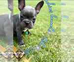 Small #3 French Bulldog