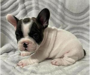 French Bulldog Puppy for sale in JOHNS ISLAND, SC, USA
