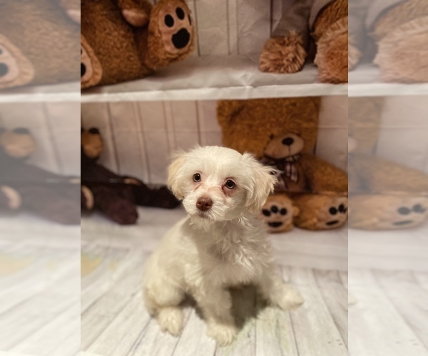 Medium Photo #2 Maltipoo (Miniature) Puppy For Sale in ACWORTH, GA, USA