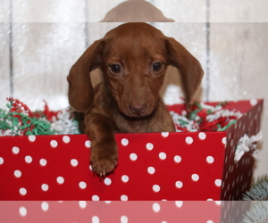 Dachshund Puppy for sale in SHILOH, OH, USA