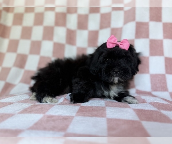 Medium Photo #8 Shih-Poo Puppy For Sale in LAKELAND, FL, USA