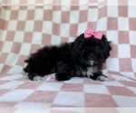Small #7 Shih-Poo