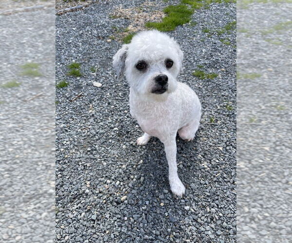 Medium Photo #3 Shih-Poo Puppy For Sale in Oak Bluffs, MA, USA