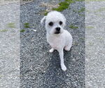 Small #2 Shih-Poo
