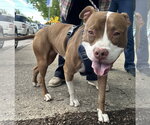 Small #1 American Pit Bull Terrier Mix