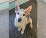 Small Siberian Husky